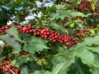 Fazenda Santa Terezinha
