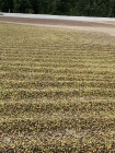 Fazenda Nova Aliança